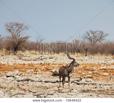 Antilope Gnu Menge