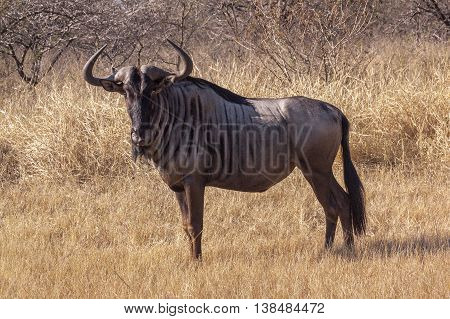 Single Wild Wildebeest On Dry Winter Grass And Bush