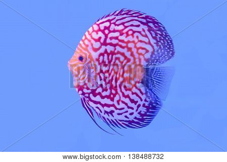 Pompadour Isolated In The Cabinet