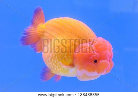 Goldfish Isolated In The Cabinet