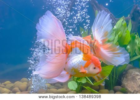 Goldfish In The Cabinet