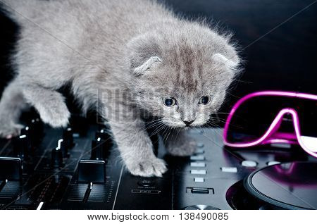 British shorthair kitten on the remote DJ.