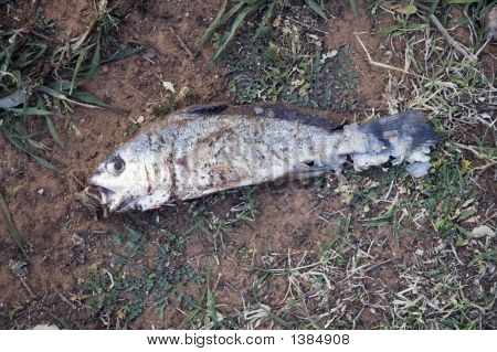 Dead Fish