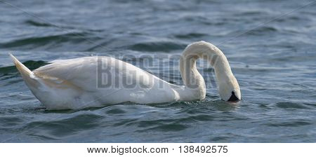 Swans On Big Sea Milada Near Usti Nad Labem City