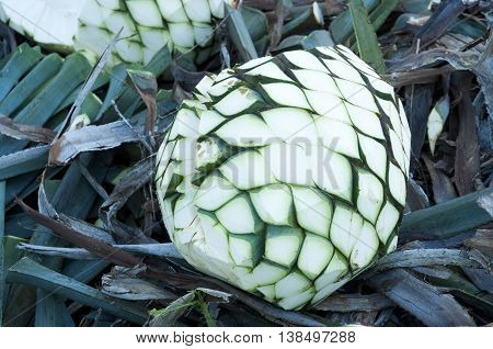 Process of production of the tequila agave