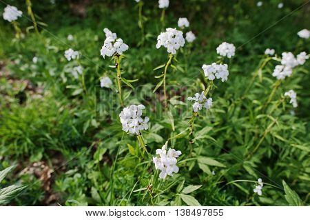 White Saponaria Flowering Plants At Forest. Grass Soap. Soapworts Flower