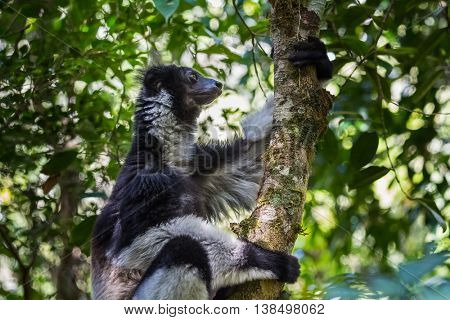 Shot of Indri lemur sitting on the tree and holding it. Madagascar