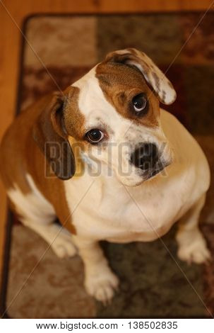 Beabull puppy mix