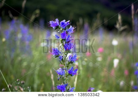 blue flower on a glade with a green grass