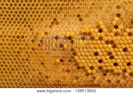 Not capped brood cells of the honey bee