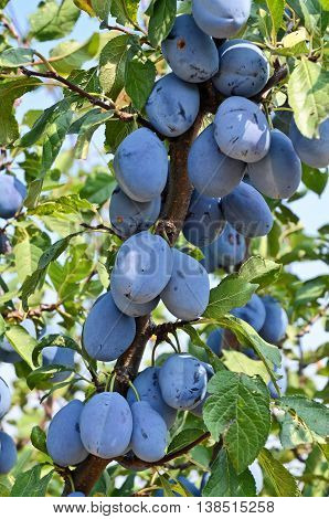 Plum orchard. Fruit growing in Serbia, Europe