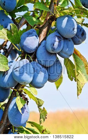 Plum orchard. Fruit growing in Serbia, Europe
