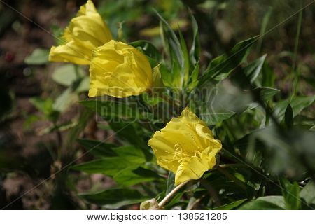 Missouri evening primrose, Oenothera macrocarpa, Herbaceous perennial plant with yellow flowers