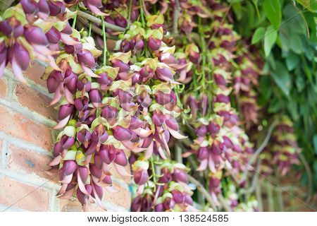blooming mucuna birdwoodiana tutch in Spring horizontal