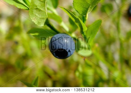 Blueberry drug on branch in the forest. Wild edible berries. Blueberries to improve vision. Vitamins in natural form in nature. Picking berries in the summer. In medicine uses berries and leaves.