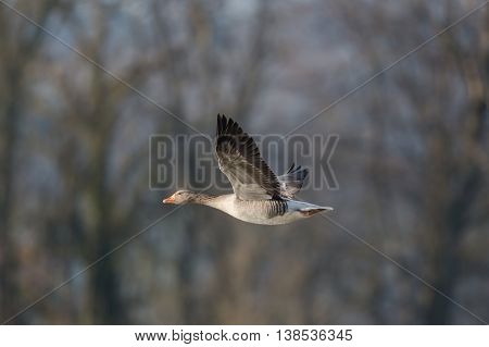Grey goose (anser anser) flying in natural environment with trees in background