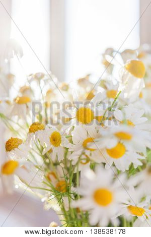 Bouquet of camomila flowers at sunlight. Cozy summer morning at home.