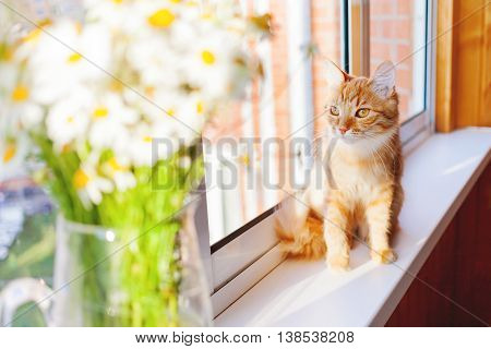 Cute ginger cat with bouquet of camomila flowers. Cozy morning at home.
