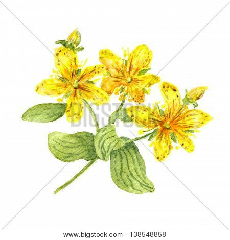Hypericum flower. John's wort plant. Watercolour illustration