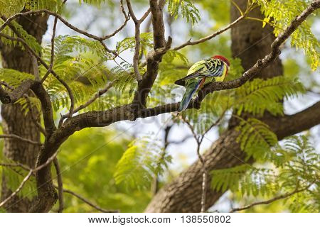 Colorful Eastern Rosella bird resting on tree branch during Autumn in South Australia