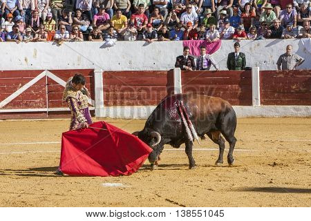 Andujar Jaen province SPAIN - September 12 2008: Spainish bullfighter Finito de Cordoba bullfighting with a crutch in a beautiful pass by low in the Bullring of Andujar Jaen province Andalusia Spain