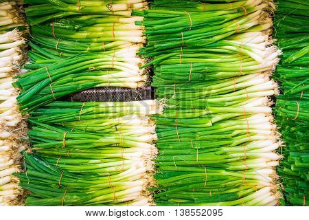 Fresh green onions. Healthy  eating. Colorful photo