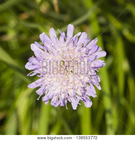Flower of Field Scabious Knautia Arvensis with dark bokeh background macro selective focus