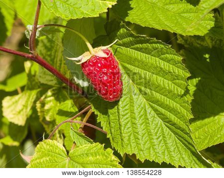 Ripe wild raspberry on a branch macro selective focus shallow DOF