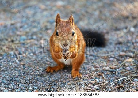 Squirrel on the footpath in the woods