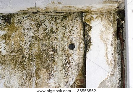 Fungal mold bacteria unhygiene wall house green