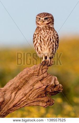 Small owl on a tree trunk in the nature