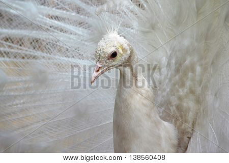 albino peacock tail dissolved in Penza Russian zoo