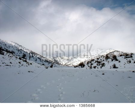 Snowtracks
