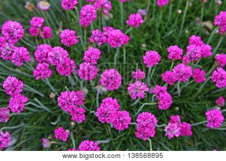 purple flowers.