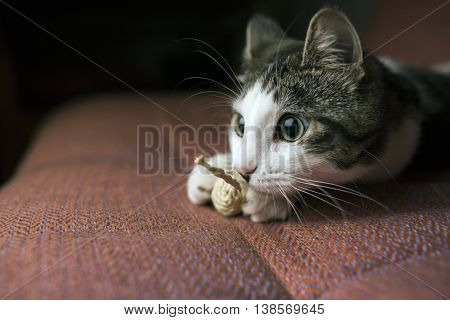 young cat playing with a toy mouse
