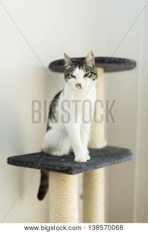 cat sitting on the cat's plush house