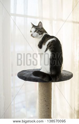 cat sitting on the cat's plush house
