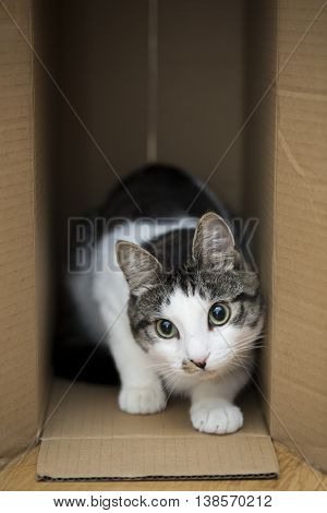 domestic cat sitting in the cardboard box