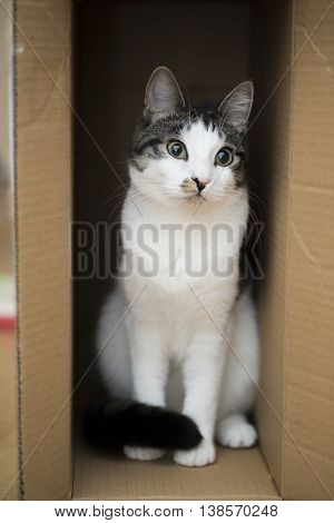 young domestic cat sitting in the cardboard box