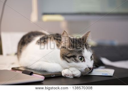 tabby cat relaxing on the computer table