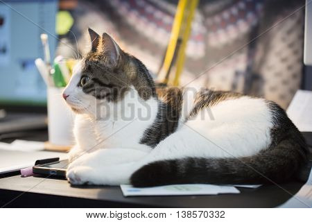 tabby cat relaxing on the computer table
