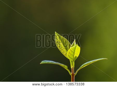 Macro of little sprout avocado Persea gratissima on the window