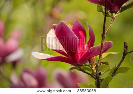 Blossoming of pink magnolia liliflora Nigra flowers in spring time, floral background