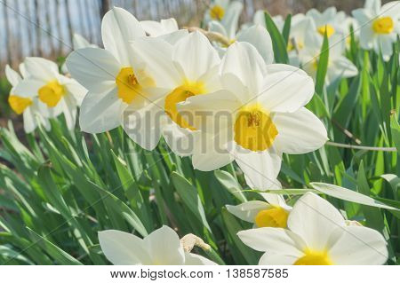 White and yellow daffodils in full sunlight blue sky