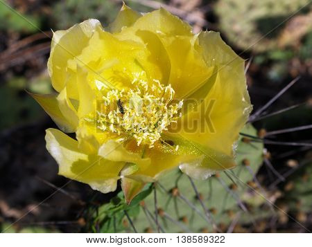 Yellow flowers of jumping cholla cacti - Cylindropuntia fulgida