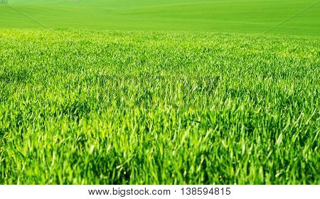 green wheat field against a blue sky