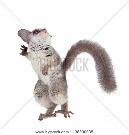 The Senegal bushbaby, Galago senegalensis, isolated on white background