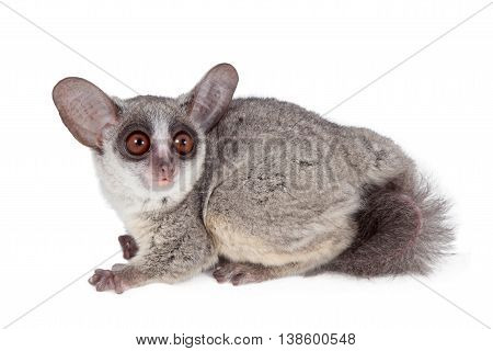 The Senegal bushbaby, Galago senegalensis, isolated on white background