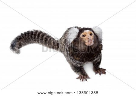 The common marmoset, Callithrix jacchus, isolated on white background