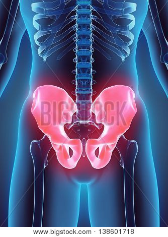3D Illustration Of Pelvis, Medical Concept.